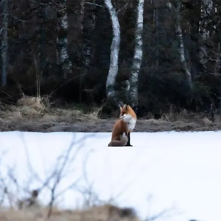 Beautiful In Steinsholt With Sauna Ferienhaus